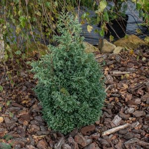 Cypruštek hrachonosný (Chamaecyparis pisifera) ´BOULEVARD´ - výška 30-40cm, kont. C5L